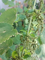 Urtica galeopsifolia