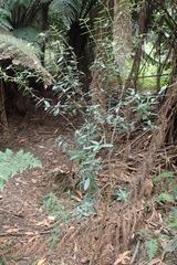 Pimelea drupacea