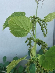 Urtica galeopsifolia