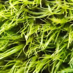 Pleuridium subulatum