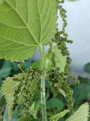 Urtica galeopsifolia