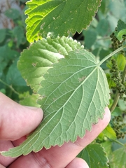 Urtica galeopsifolia