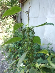 Urtica galeopsifolia