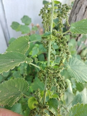 Urtica galeopsifolia