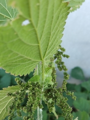 Urtica galeopsifolia