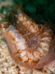 Heteropsammia cochlea