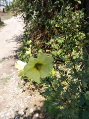 Alcea rugosa