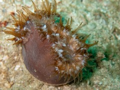 Heteropsammia cochlea