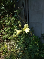Alcea rugosa