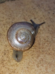 Kerkophorus