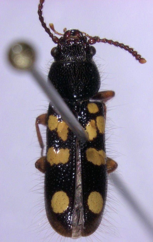 Chaetosomodes