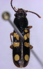 Chaetosomodes halli
