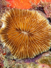 Pleuractis granulosa