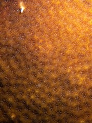 Leptastrea transversa