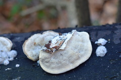 Trametes hirsuta