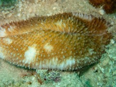 Ctenactis