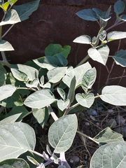 Datura innoxia
