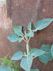 Datura innoxia
