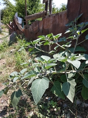 Datura innoxia