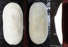 Scutus sinensis