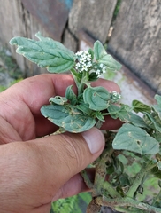 Heliotropium europaeum