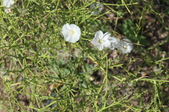 Convolvulus virgatus
