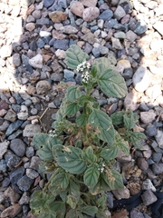 Heliotropium europaeum