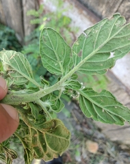 Heliotropium europaeum