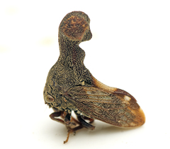 Eutryonia monstrifera