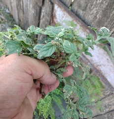 Heliotropium europaeum