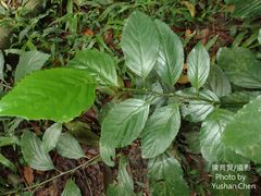 Maesa lanyuensis
