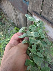 Heliotropium europaeum