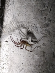 Heliotropium europaeum