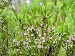 Leptospermum liversidgei