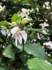 Justicia adhatodoides