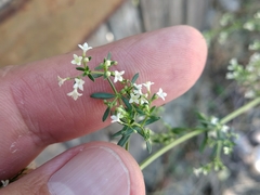Galium