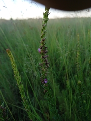 Ammannia sagittifolia