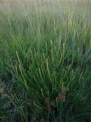 Ammannia sagittifolia