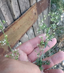 Galium