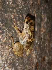 Taudactylus eungellensis