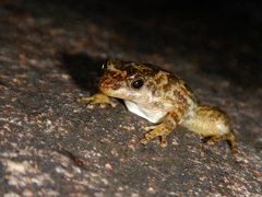 Taudactylus eungellensis