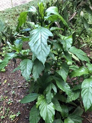 Justicia adhatodoides