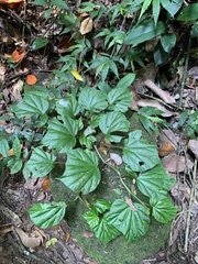 Begonia convolvulacea