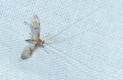 Macrocera phalerata