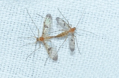 Macrocera phalerata