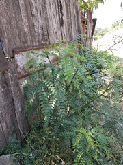 Gleditsia triacanthos