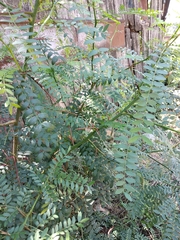 Gleditsia triacanthos