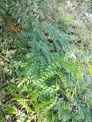 Gleditsia triacanthos