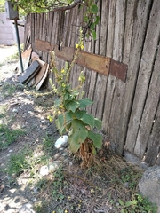 Verbascum phlomoides