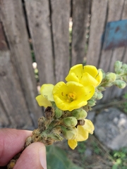 Verbascum phlomoides